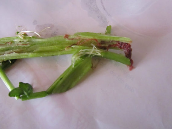 20140220175939-cai-xoong