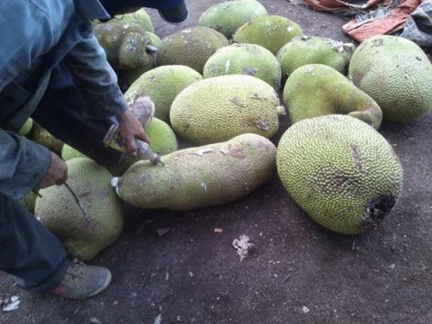 bom-hoa-chat-ep-mit-chin-baodatviet.vn 221539249