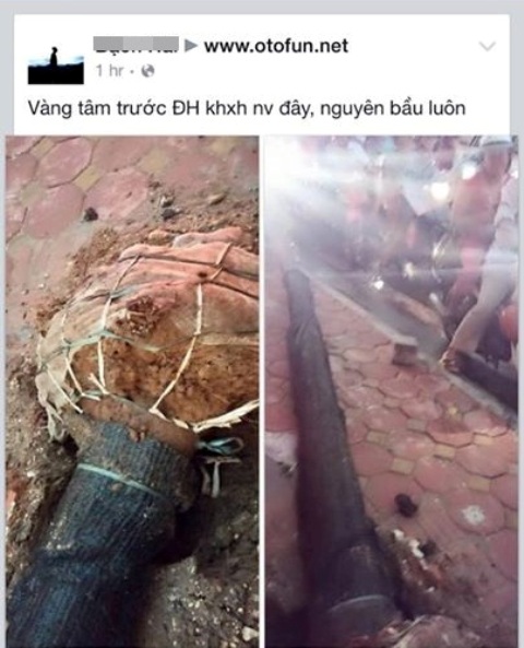 cay-xanh-do-con-nguyen-vo-bau-boc-nilon-lanh-dao-hn-noi-gi