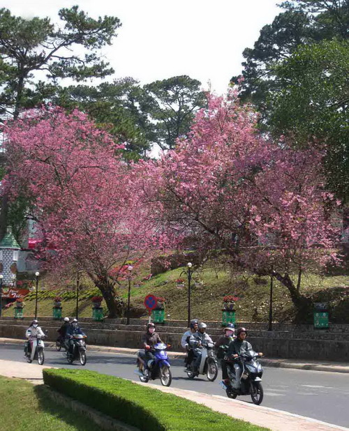 dalat6