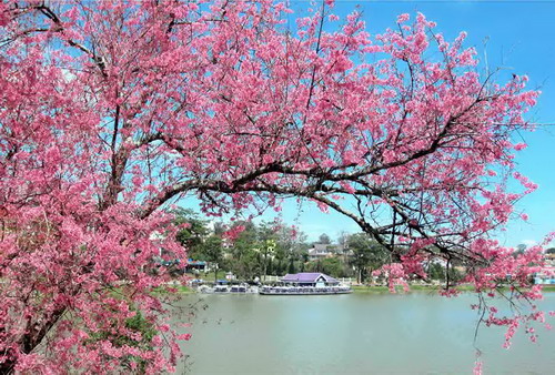 dalat9