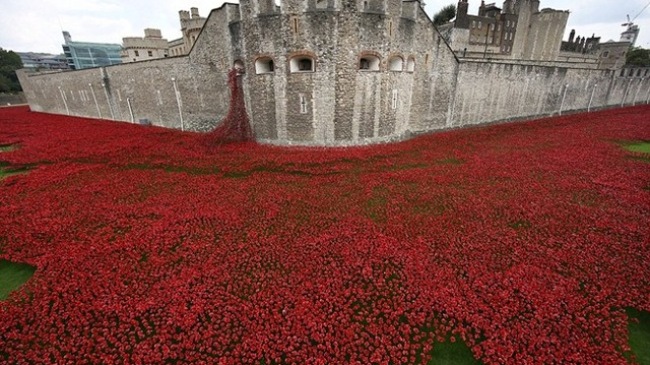 dong-song-do-ruc-tao-nen-tu-gan-900000-bong-hoa-1415552045867