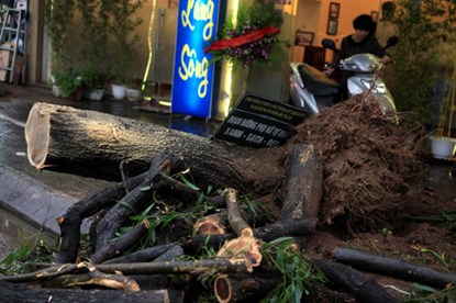 HCZDcy xanh MJHI.jpg