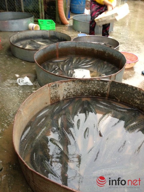 infonet ca qua trung quoc 1