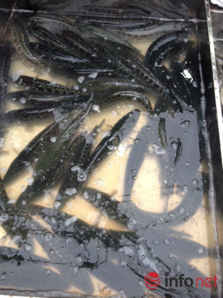 infonet ca qua trung quoc 2