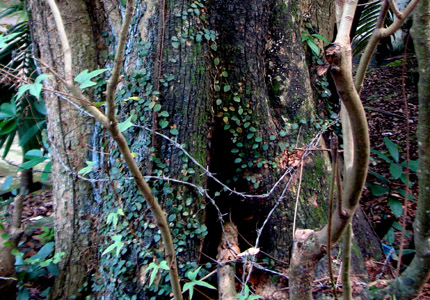 sua-phu-chinh2
