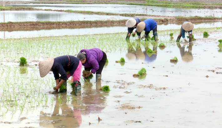 thieu ninh 1