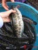 Cá quả Trung Quốc độc chiếm chợ cá lớn nhất Hà Nội