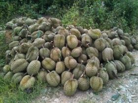 Thương lái Trung Quốc mua sầu riêng non giá ngất ngưởng để làm gì?