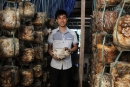 Cử nhân kinh tế bỏ phố về quê trồng nấm bào ngư