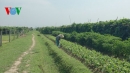 Sáp nhập thôn, xóm ở Hà Tĩnh giảm chi phí ngân sách Nhà nước