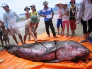 Cá voi 300kg mắc cạn tại bờ biển Hà Tĩnh