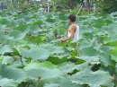 Kỳ công nghề làm trà sen Hồ Tây