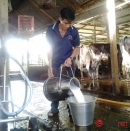 Chăn nuôi bằng chất cấm: Gian dối là tự chặt chân minh