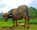 Tạm giữ một trung úy đi trộm trâu