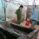 Tai heo tẩm nhựa thông thành đồ nhậu