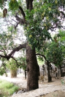 20 cây xoài Đá Trắng được công nhận là Cây di sản