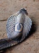 Năm Quý Tỵ nói chuyện cứu hộ rắn