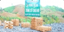 “Vua chuối” vùng Tây Bắc