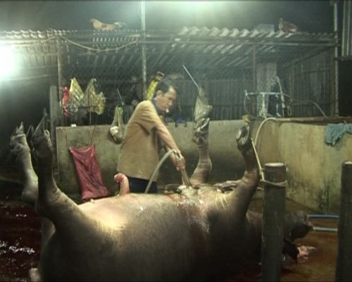 Cận cảnh công nghệ bơm nước vào gia súc để tăng trọng