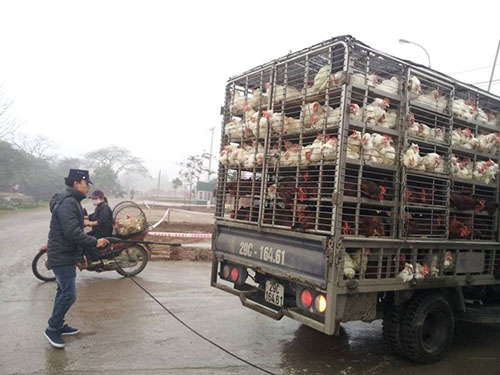 Căng sức ngăn dịch