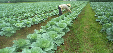Diễn Phong đạt nhiều thành tích xây dựng nông thôn mới