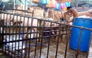 Lật tẩy kỹ nghệ tăng trọng heo- Bài 1: Thâm nhập lò bơm nước bẩn vào heo