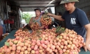 Chê Trung Quốc, vải thiều Thanh Hà "Nam tiến"