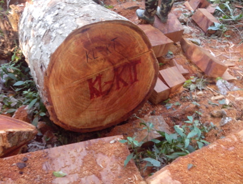 Bắc Kạn: Khu bảo tồn thiên nhiên Kim Hỷ đang bị tàn phá