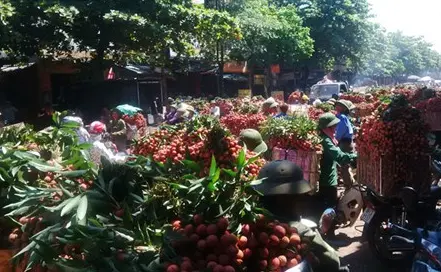 Thương lái TQ ngừng mua: Vải Lục Ngạn rớt thảm còn 4.000 đồng/kg